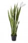 Preview: Sanseveria Green 120cm 57404N