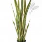 Preview: Sanseveria Variegated 120cm 57404NG