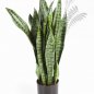 Preview: SANSEVERIA 80 cm 6280N