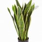 Preview: VAR. SANSEVERIA 80 cm 6280NG