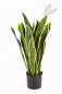 Preview: VAR. SANSEVERIA 80 cm 6280NG