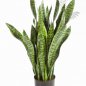 Preview: SANSEVERIA 93 cm 6282N