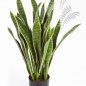 Preview: VAR. SANSEVERIA 93 cm 6282NG