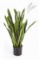 Preview: VAR. SANSEVERIA 93 cm 6282NG