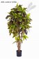 Preview: CROTON TREE 37604N