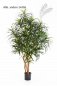 Preview: DRACAENA ANITA TREE 150cm 24005N