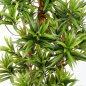 Preview: DRACAENA REFLEXA 36704N