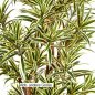 Preview: DRACAENA REFLEXA 36704NG