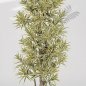 Preview: DRACAENA REFLEXA 36706NG