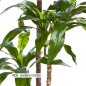 Preview: DRACAENA FRAG RANS STEUD 36505N