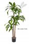 Preview: DRACAENA FRAG RANS STEUD 36505N