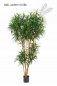 Preview: DRACAENA REFLEXA ANITA TREE 150cm 24205N