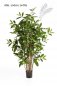 Preview: DRACAENA SURCULOSA TREE 90cm 26003N