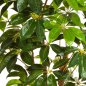 Preview: GIANT SCHEFFLERA TREE 38006N