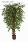 Preview: HAWAIIAN FICUS LIANA 90cm 30903N