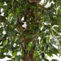 Preview: HAWAIIAN FICUS LIANA 90cm 30903N