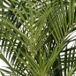 Preview: NAT. KENTIA PALM DE LUXE 1344XL