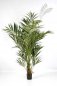 Preview: NAT. KENTIA PALM DE LUXE 1344XL