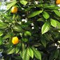 Preview: MANDARIN ORANGE TREE 40005N