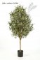 Preview: NATURAL OLIVE VINE TREE 170cm 27806N