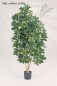 Preview: NATURAL SCHEFFLERA 38503N