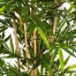 Preview: NEW BAMBOO TREE 240cm 34608N