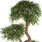 Preview: PODOCARPUS ON CRAZY TRUNK 39706N