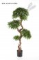 Preview: PODOCARPUS ON CRAZY TRUNK 39706N