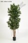 Preview: PODOCARPUS REFLEXA 39505N