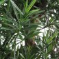 Preview: PODOCARPUS REFLEXA 39505N