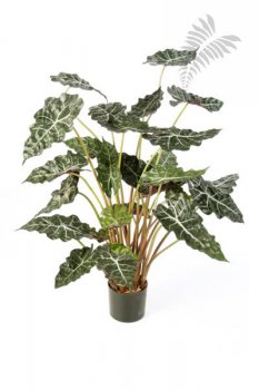 ALOCASIA BUSH 1009N