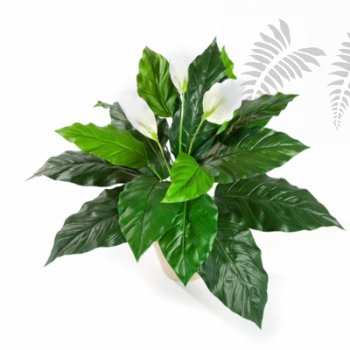 SPATHIPHYLLUM 1017N