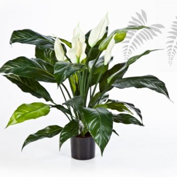 SPATHIPHYLLUM DE LUXE W/P 1019N