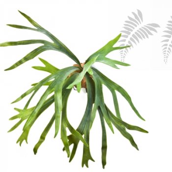 STAGHORN FERN X8 LVS 1023N