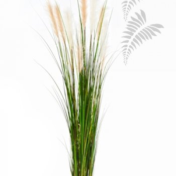 REED GRASS W/CREAM-BROWN FL 1039N-180