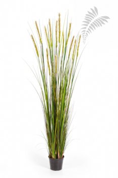 FOXTAIL GRASS W/GREEN FL 180cm 1040L-180