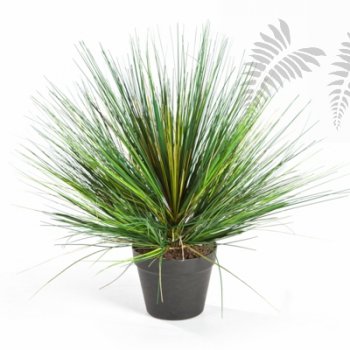 ONION GRASS X 3056-70CM 1048N-L