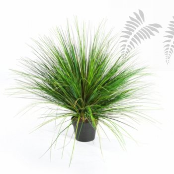 ONION GRASS X 2468-65CM 1048N-M