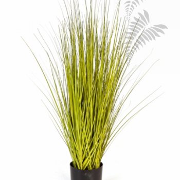 MISCANTHUS GOLD GRASS 85cm 1055G-085