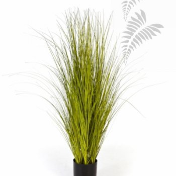 MISCANTHUS GOLD GRASS 105cm 1055G-105