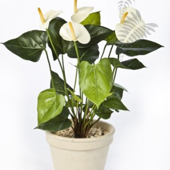 ANTHURIUM DE LUXE CREAM 1108CR