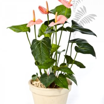 ANTHURIUM DE LUXE PINK 1108PK