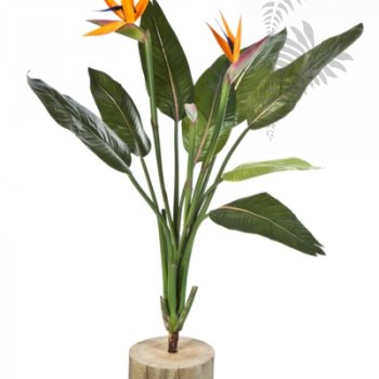 STRELITZIA BUSH X 11 1110N