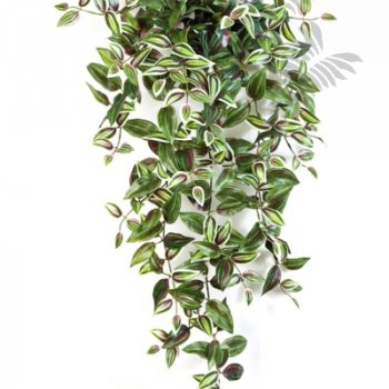 WANDERING JEW HANGING BUSH X15 95cm 1124NR