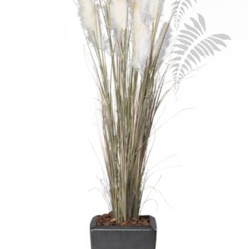 Pampas Gras 120cm 11.294C