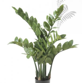 Zamioculcas x7 70cm 11.661C