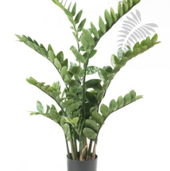 Zamioculcas x11 110cm 11.662C