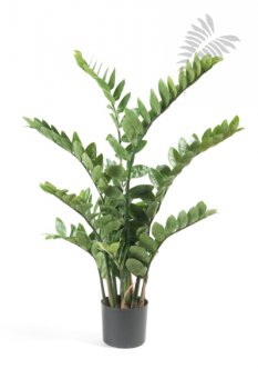 Zamioculcas x11 110cm 11.662C