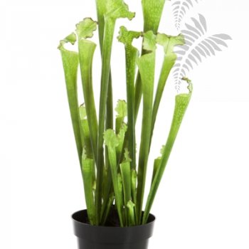 Sarracenia green 65cm 1180N