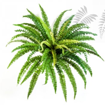 FOREST FERN X 57 1317N